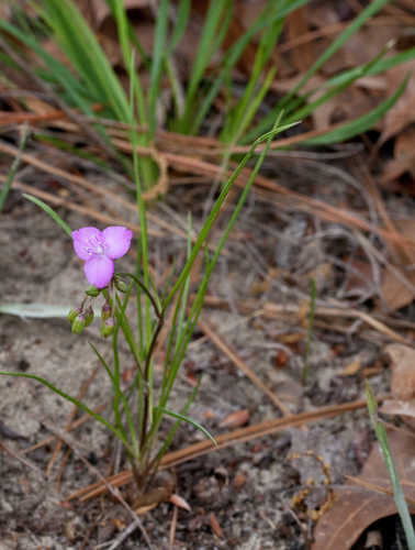 Callisia graminea #5